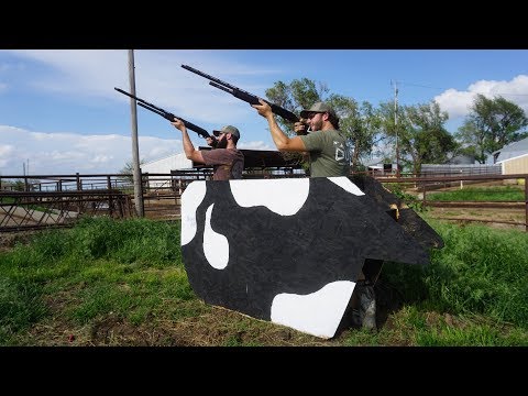 Shoot Of Guns - The Blind Cow
