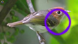 Download lagu SUARA BURUNG CIKRAK DAUN YANG MANTUL MANTAP BETUL mp3