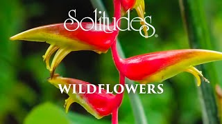 Dan Gibson’s Solitudes - A Gentle Rain Softly Falls | Wildflowers