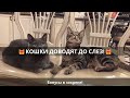 😹Смех до слез: смешные кошки в лучших приколах!🐈 Выпуск 748