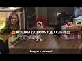 😹Смех до слез: смешные кошки в лучших приколах!🐈 Выпуск 748