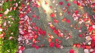 The Sneetches: Behind the Shadow