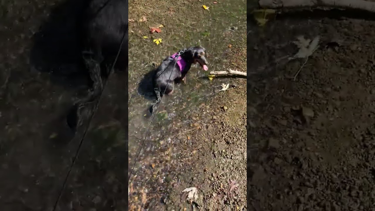 Jasper the Adventure Pup