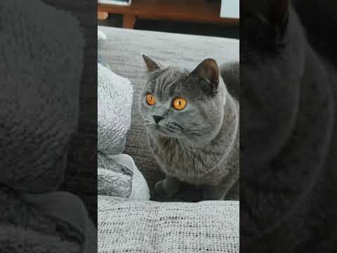 British shorthair cat with beautiful eyes