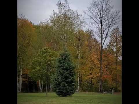 Autumn Leaves
