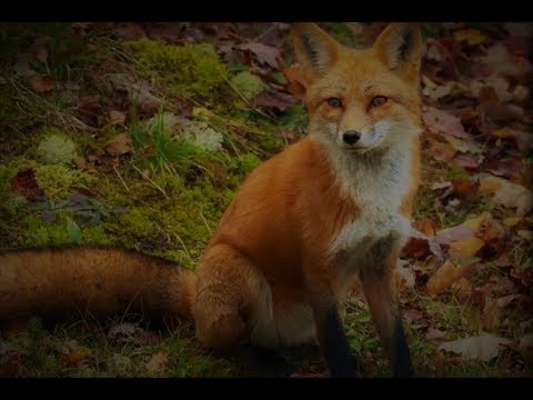 Red Fox as a Totem: Personality Characteristics and Life-Path Challenges