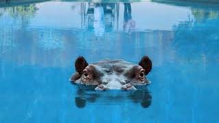 Sparks - Missionary Position (cover)