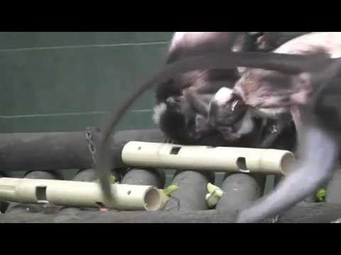 Testing contexts #2 - Bamboo Poles