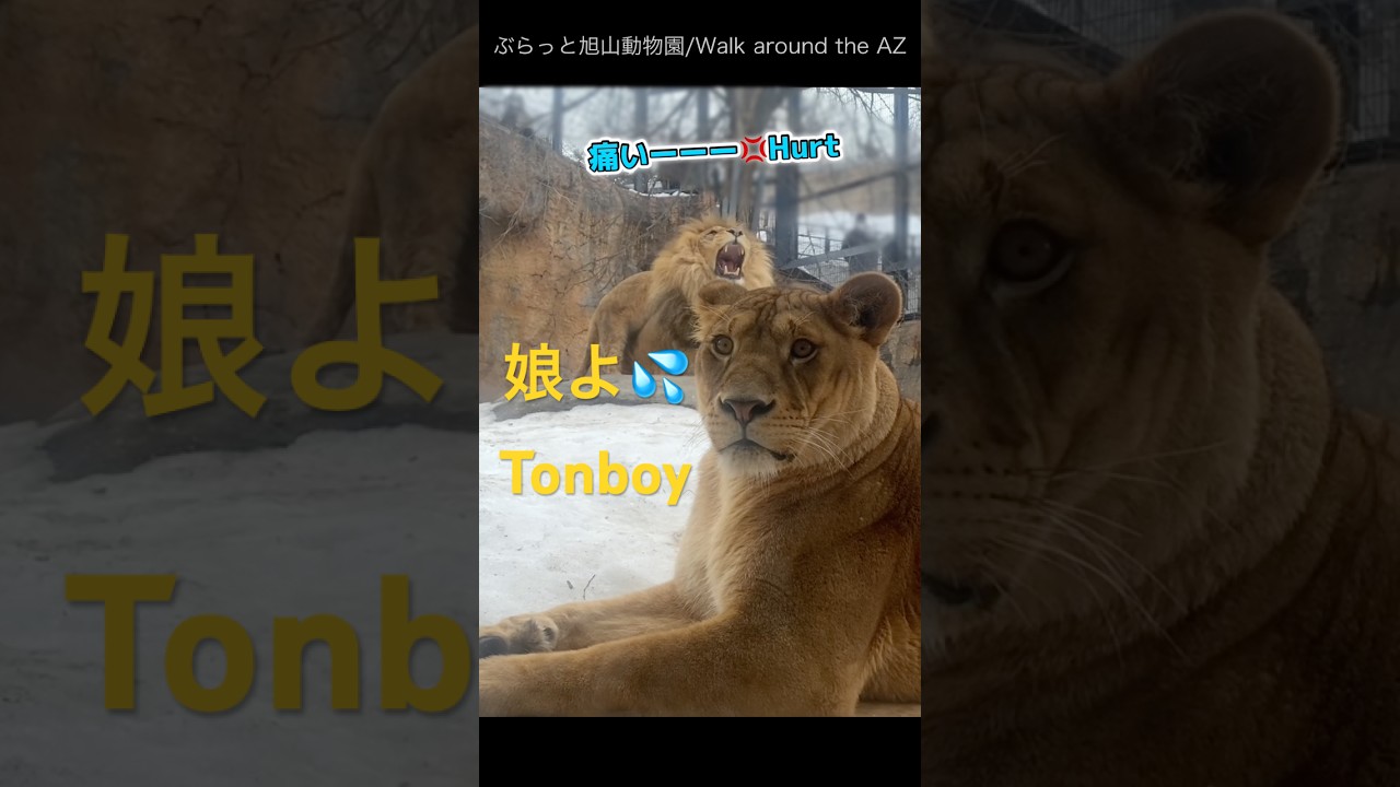 ＃ライオン #オリトイオイトフウレイ #ファミリー  #赤ちゃん  #lion #cute #animal  #cubs