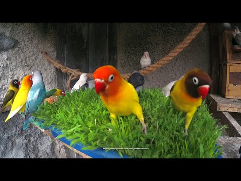 Lovebirds Meal Time: Seed Grass - Sunday, January 3rd, 2021