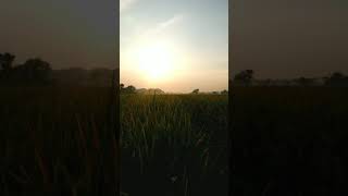 Download lagu Story WA Pemandangan Pagi | Don't Give Up on Me - Andy Grammer mp3