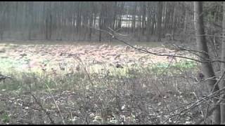 preview picture of video 'Joe's 2009 Youth Hunt Spring Gobbler - Part 2'