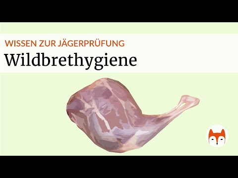 Wildbrethygiene Teil 1 - alles was du für die Jägerprüfung wissen musst - Vorschau