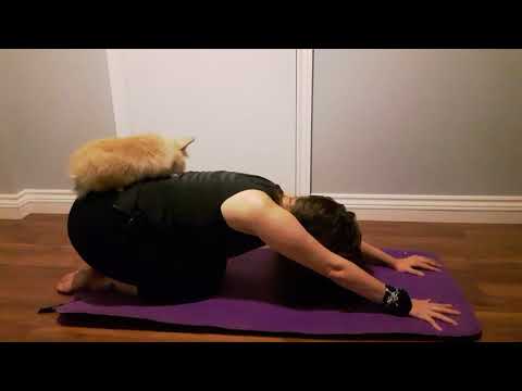 Ziggy helps with yoga