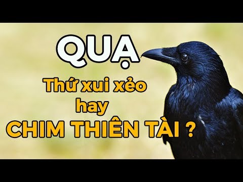 Quạ - Điềm xui xẻo hay CHIM THIÊN TÀI [AnimalNe] [Dưa Leo DBTT]