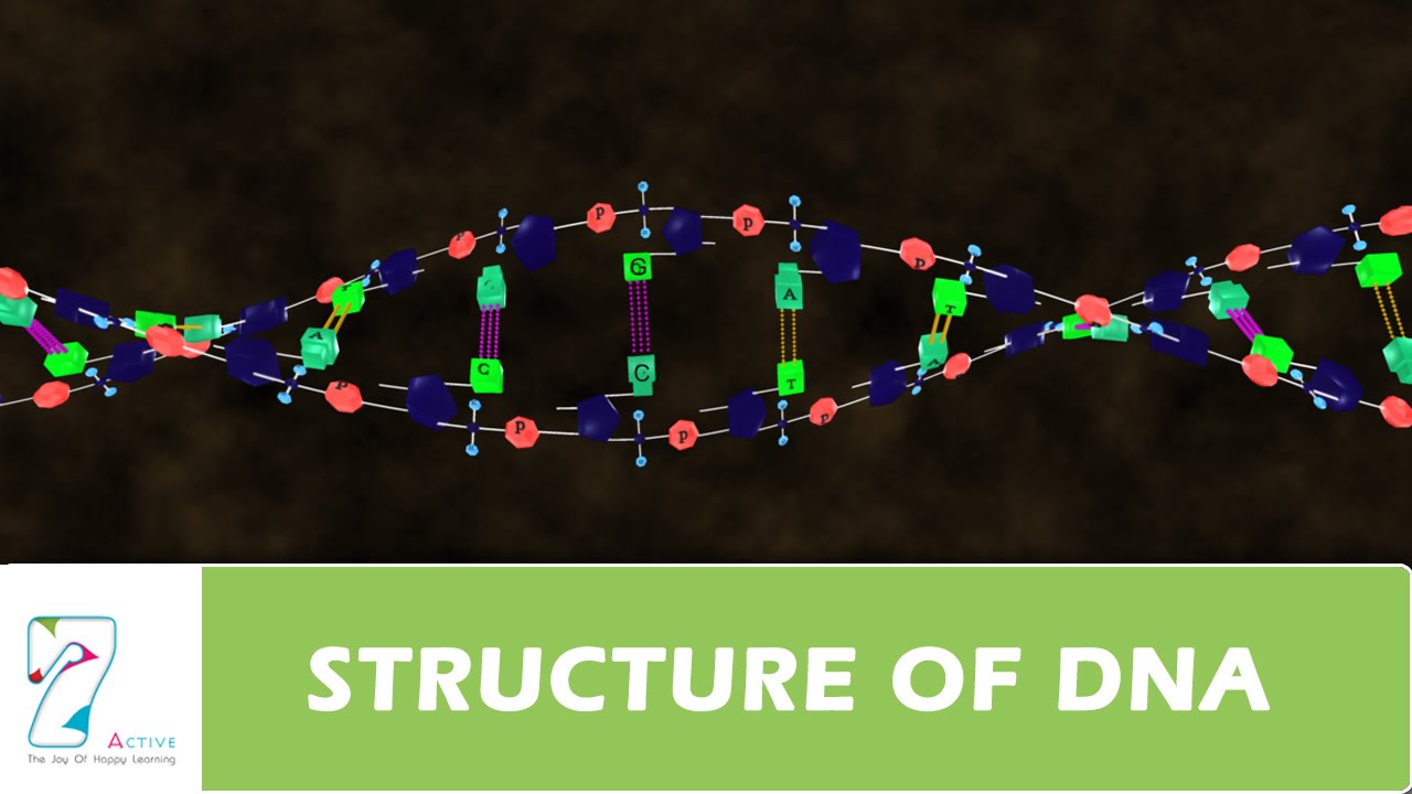 STRUCTURE OF DNA PART 2 - YouTube