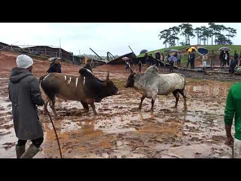 Brai Sabah Sandy Vs Syang Mokyndur B. shadap