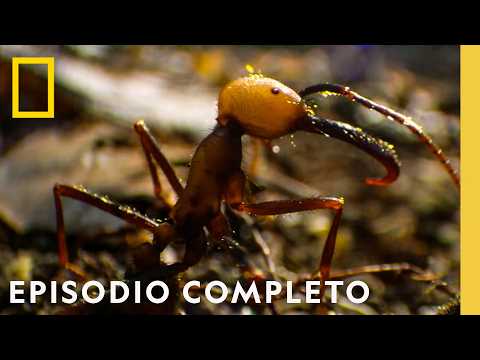 Miniatura del video 1