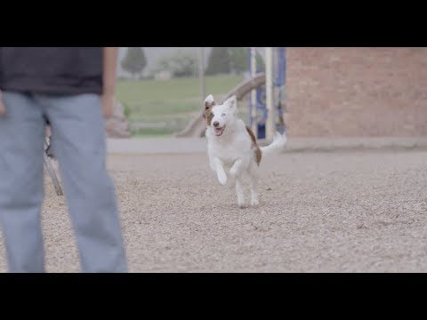 The Stray (Clip 'Be Not Afraid')