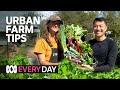 This urban farm makes a tonne of veggies every year 💗🌱 | Everyday | ABC Australia
