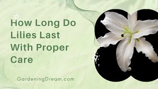 How Long Do Lilies Last With Proper Care