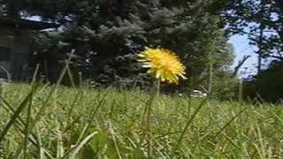 Dandelion in a summer breeze.