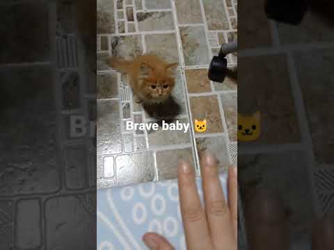 Brave Baby Cat | Persian Cat Jump High