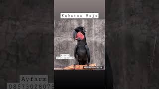 Download lagu suara kakatua Raja, Tersedia jinak total#jualkakatua#kakatuaraja#ayfarmmojokerto mp3