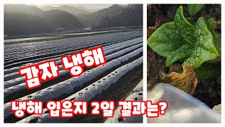 감자 냉해 입은지 2일 심은지 31일 궁금