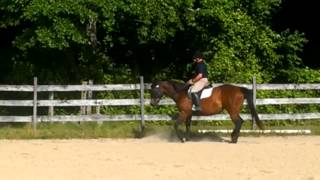 TB mare recovered from abuse by &quot;dressage&quot; Nazi