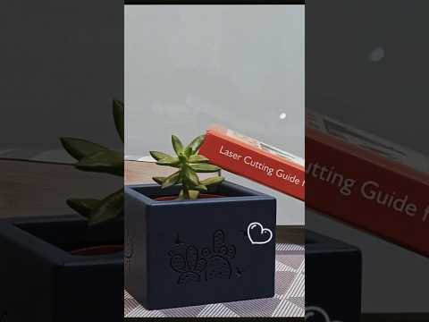 桌上植物推薦