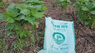 8월초에 심은 들깨밭에 추비를 조금씩 주었습니다. 풀제거,벌레약 꼭 주세요!!