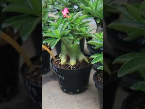 Wurzeldüngung. Adenium Arabicum. Wüstenrosen-Bonsai.