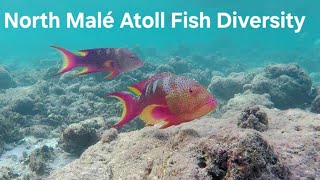 Diversity at North Malé Atoll (Maldives) | Adelaide Freedive Tribe