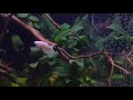 Amazonas Fan hat ein neues Video zu seinem Beispiel Little Asia in Berlin hochgeladen.