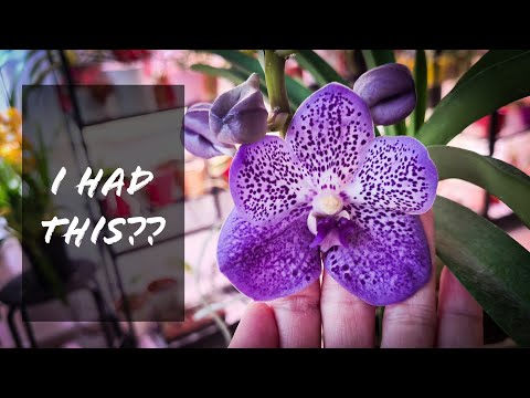 Orchid Updates January 2022 - Dimorphorchis, algae covered Vanda, Coelogyne, Laelias & more!