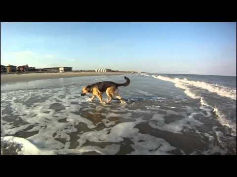 German Shepherd Klaus playing on the beach