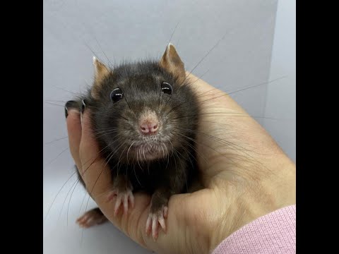 What does it take to be a registered rat breeder?