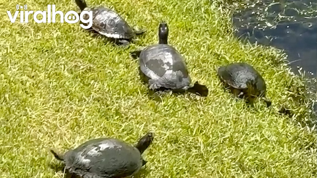 Turtle Yoga || ViralHog