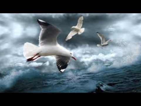 Albatross - Fleetwood Mac HD