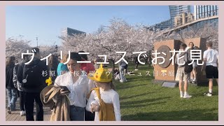 【22】ヴィリニュスでお花見（2024）|杉原千畝桜公園|ヴィリニュス日本庭園|リトアニアVlog|北欧・東欧|バルト三国|ヨーロッパ|海外生活|海外移住