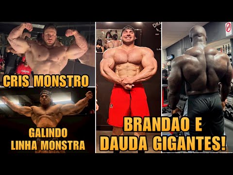 CRIS GIGANTE PROCARD VEM?  GALINDO PODE VENCER? BRANDÃO VS DAUDA ELES ESTÃO GIGANTES!