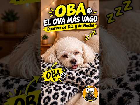 Y este soy yo, durmiendo RELAJADO sin preocupaciones 😂 #shorts