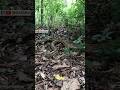 The Biggest Snakes In Kerala Snakemaniac Snake Reptiles Python Rock Wildlife