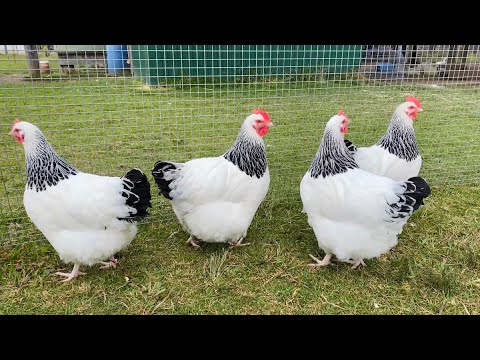 The Poodle and The Hen | Lot 2 - Light Sussex Pullets