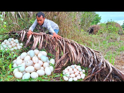 Amazing! A farmer collects eggs in the grass near Koul Koul and collects many eggs