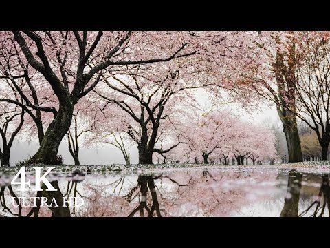 4k spring cherry blossom rain ambience with 1 hour of calm piano