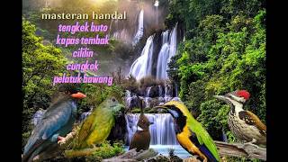 Download lagu Masteran tengkek buto kapas tembak cililin cungkok pelatuk bawang #birds #masteranburunglomba mp3