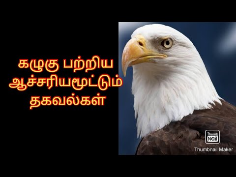 கழுகு பற்றிய சுவாரசிய தகவல்கள் & eagle interesting facts & news420