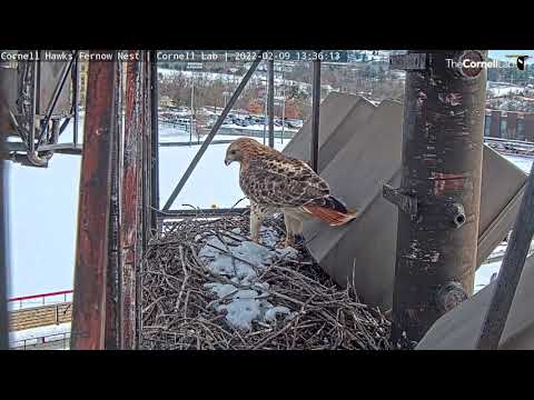 Big Red And Arthur Return To Cornell Hawks Nest Site, Add Sticks – Feb. 9, 2022
